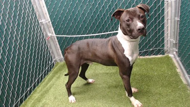 A young medium-sized male Pit Bull Terrier dog named Edward for adoption in Downey, CA