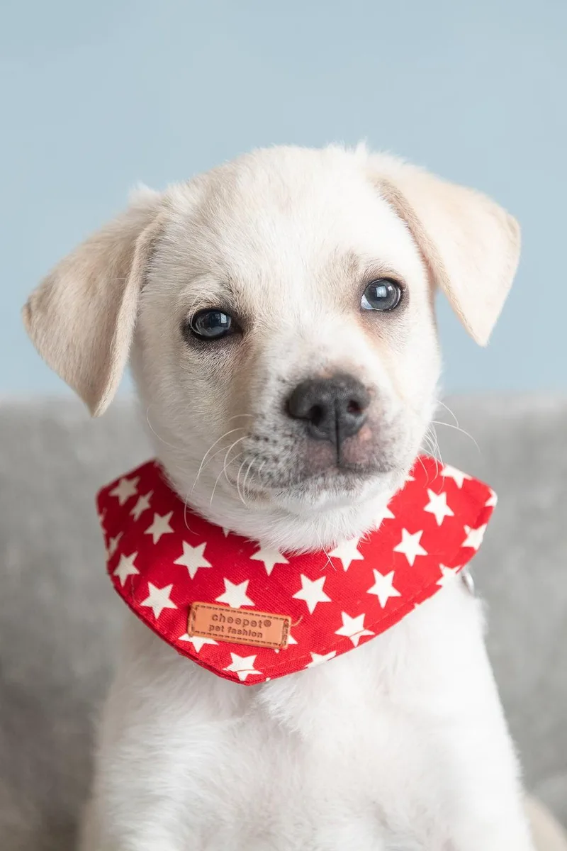 A baby medium-sized male Labrador Retriever dog named Feather: Finch for adoption in Palo Alto, CA