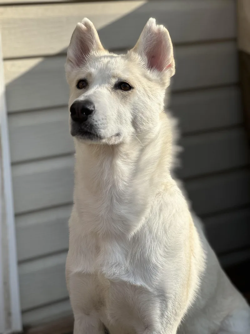 Adira