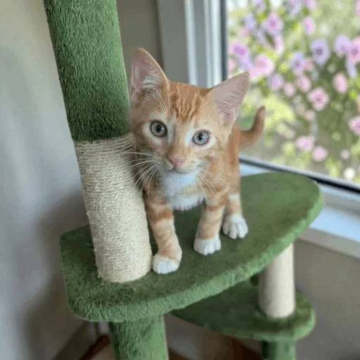 A baby medium-sized male Orange & White Domestic Short Hair cat named Nacho for adoption in Fort Worth, TX