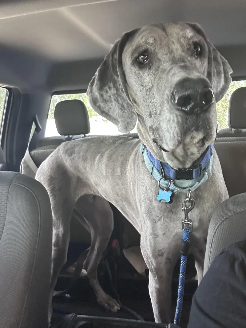 An adult extra large-sized male Great Dane dog named Reef for adoption in Mesa, AZ