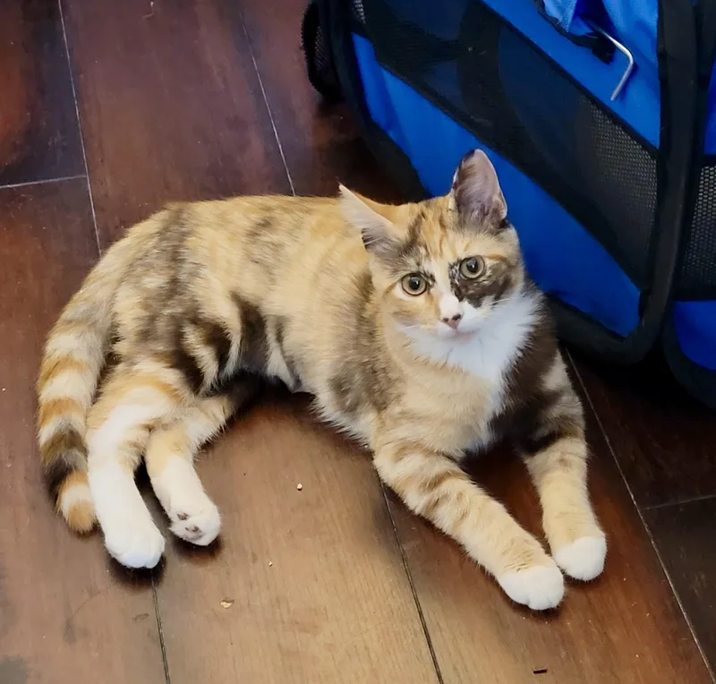 A young small-sized female Calico Domestic Short Hair cat named Nutmeg for adoption in San Juan Capistrano, CA