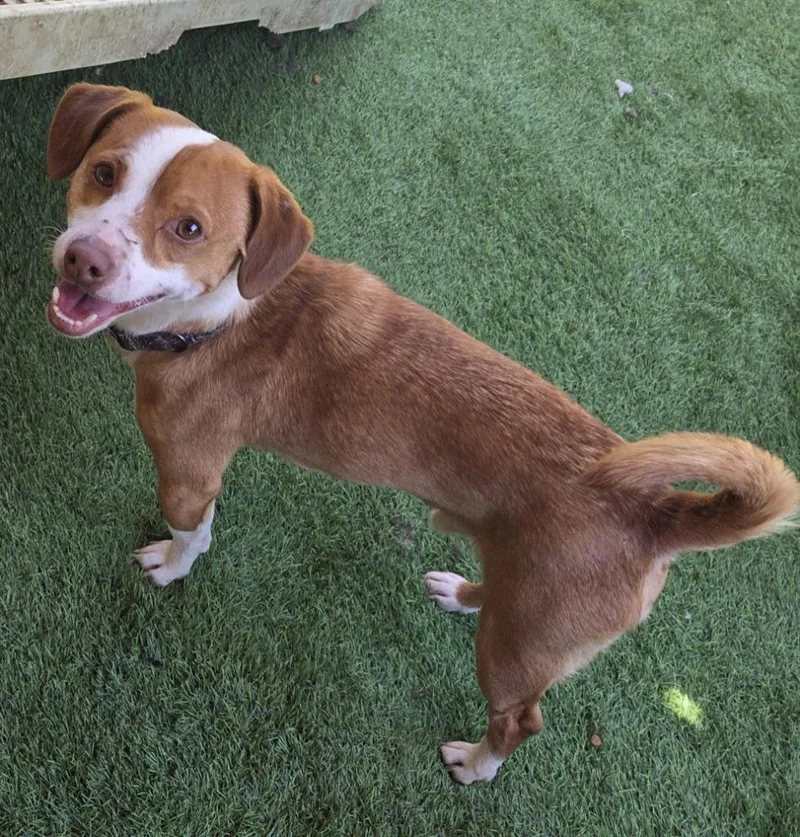 A young small-sized male Beagle dog named Mikey for adoption in San Diego, CA