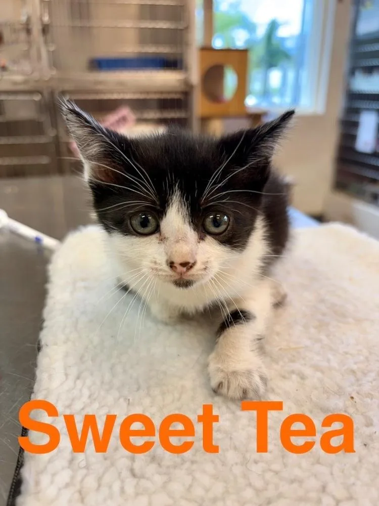 A baby small-sized female Black & White / Tuxedo Domestic Short Hair cat named Sweet Tea for adoption in Randolph, MA