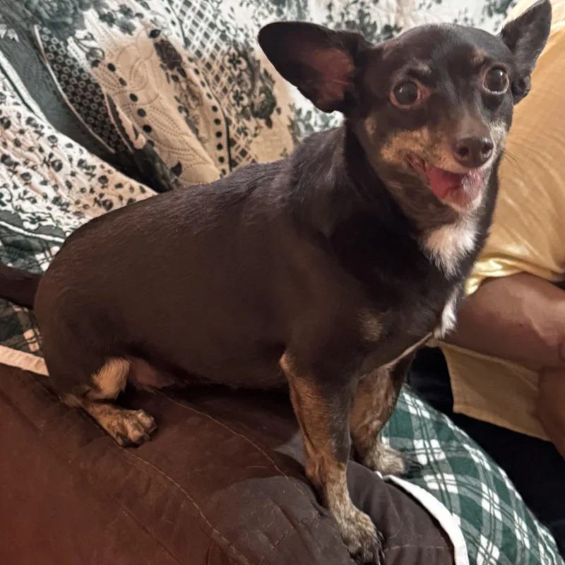 A senior small-sized female Brown / Chocolate Chihuahua dog named Chocolate for adoption in Manvel, TX