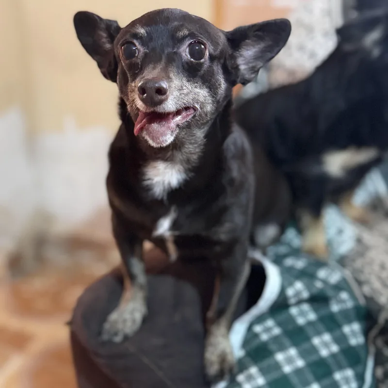 Chocolate thumbnail 3