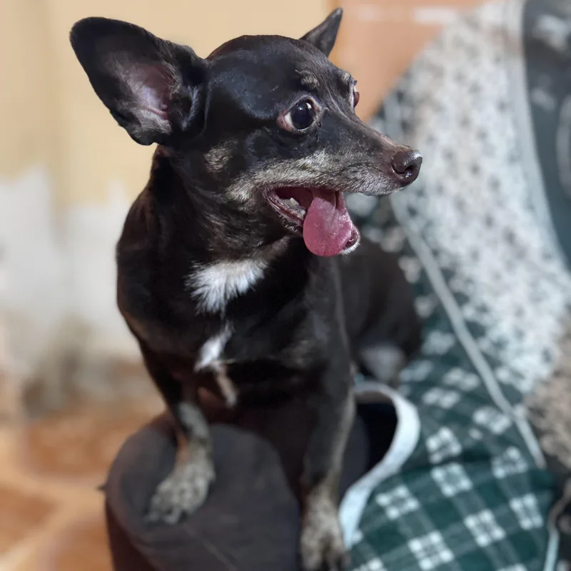 Chocolate thumbnail 4