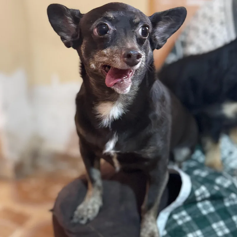 Chocolate thumbnail 5