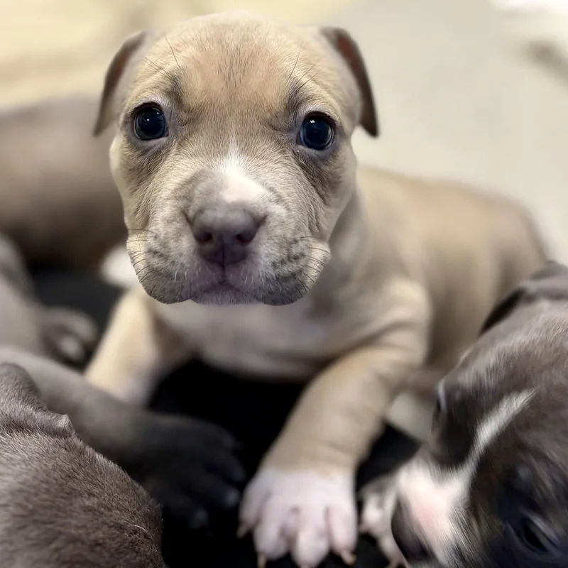 A baby medium-sized female American Bulldog dog named Sunday for adoption in Whitehall, PA