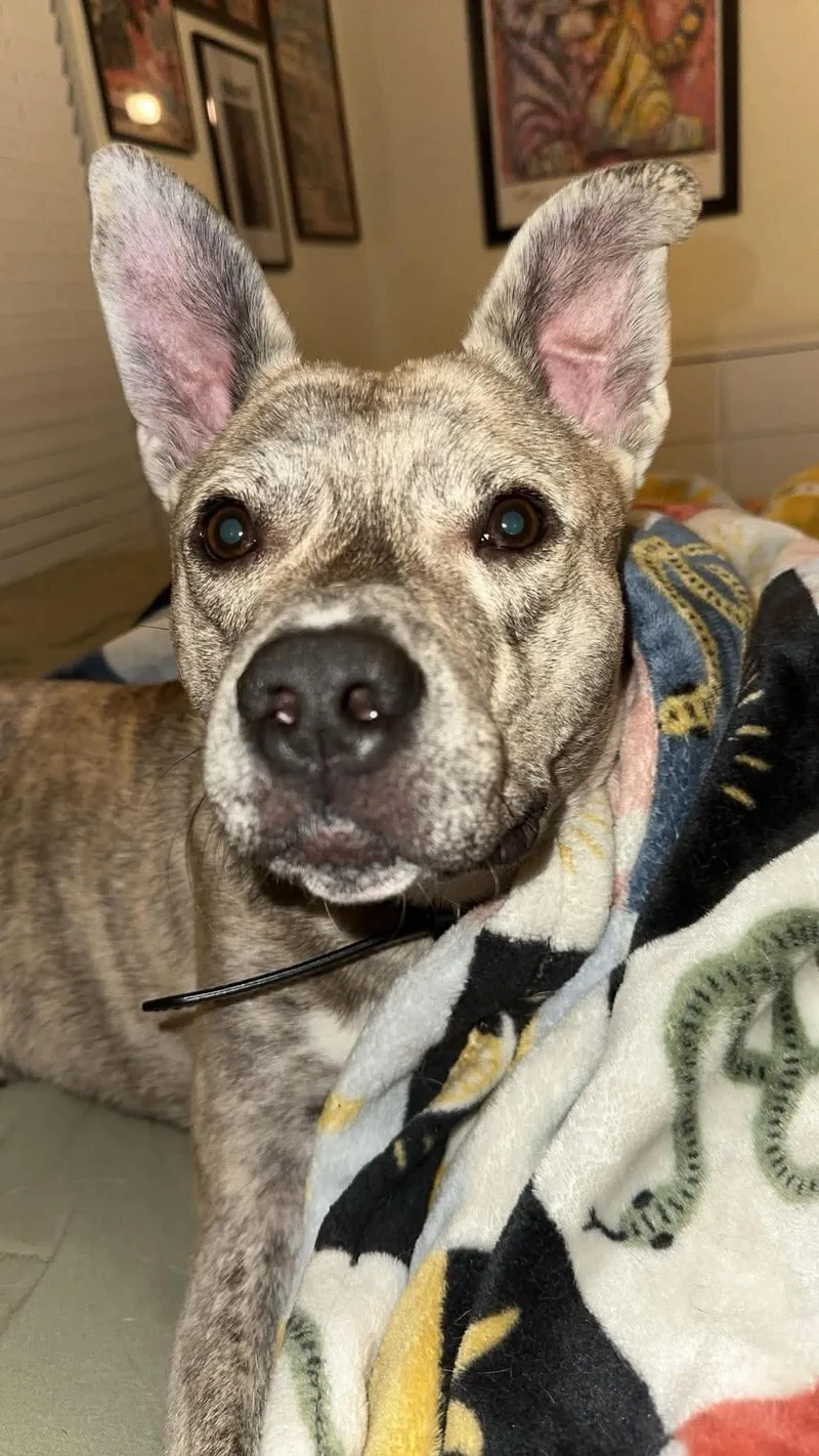 A young medium-sized male Brindle Mixed Breed dog named Gravy for adoption in Baton Rouge, LA