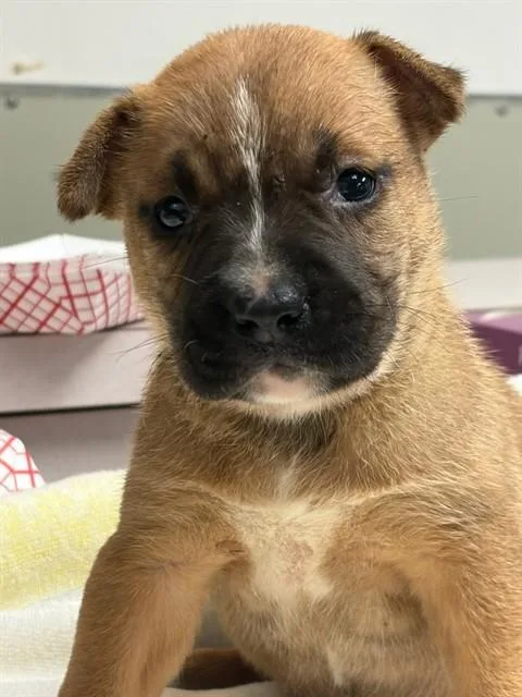 Maple