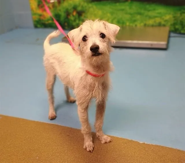 A young medium-sized female Terrier dog named Nikki for adoption in Moreno Valley, CA