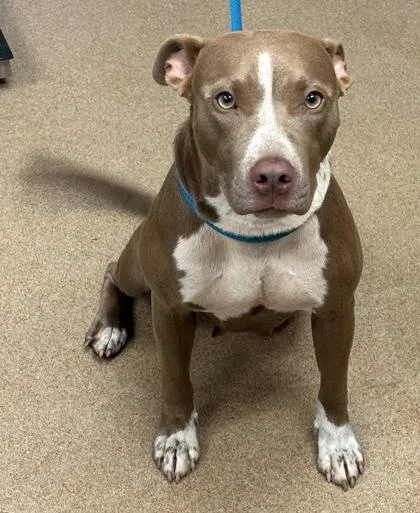 An adult medium-sized female Mixed Breed dog named Halifax for adoption in Chamblee, GA