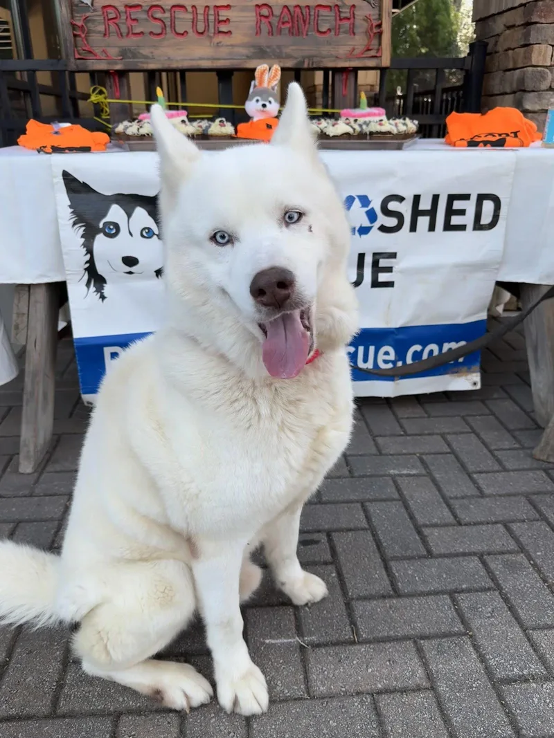 An adult medium-sized male Siberian Husky dog named Abel for adoption in Cumming, GA