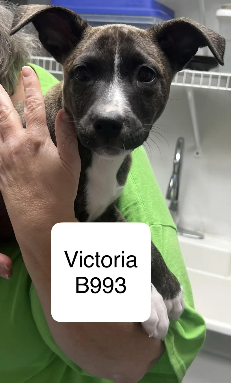 Victoria