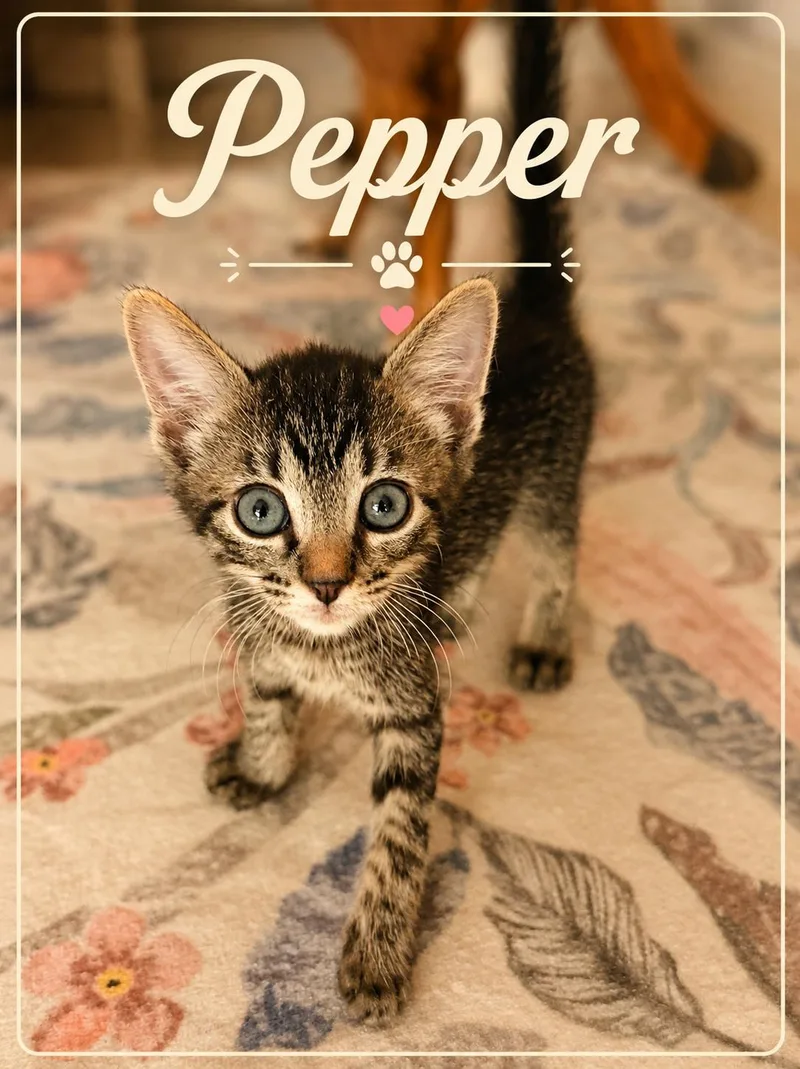 A baby medium-sized male Tabby (Brown / Chocolate) Domestic Short Hair cat named Pepper for adoption in Orange City, FL