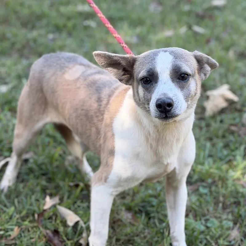 An adult small-sized male Chihuahua dog named Woody for adoption in Locust Fork, AL