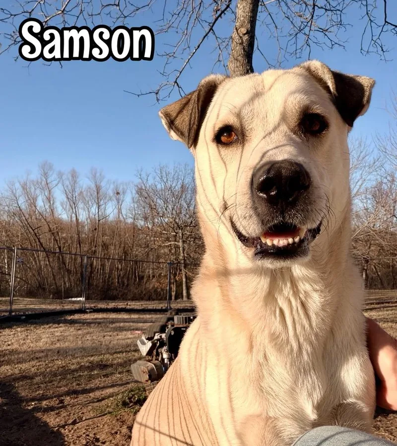 Samson thumbnail 4