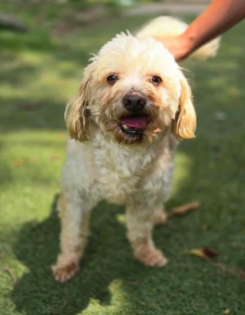 A senior small-sized male White / Cream Bichon Frise dog named Chance for adoption in Independence, MO