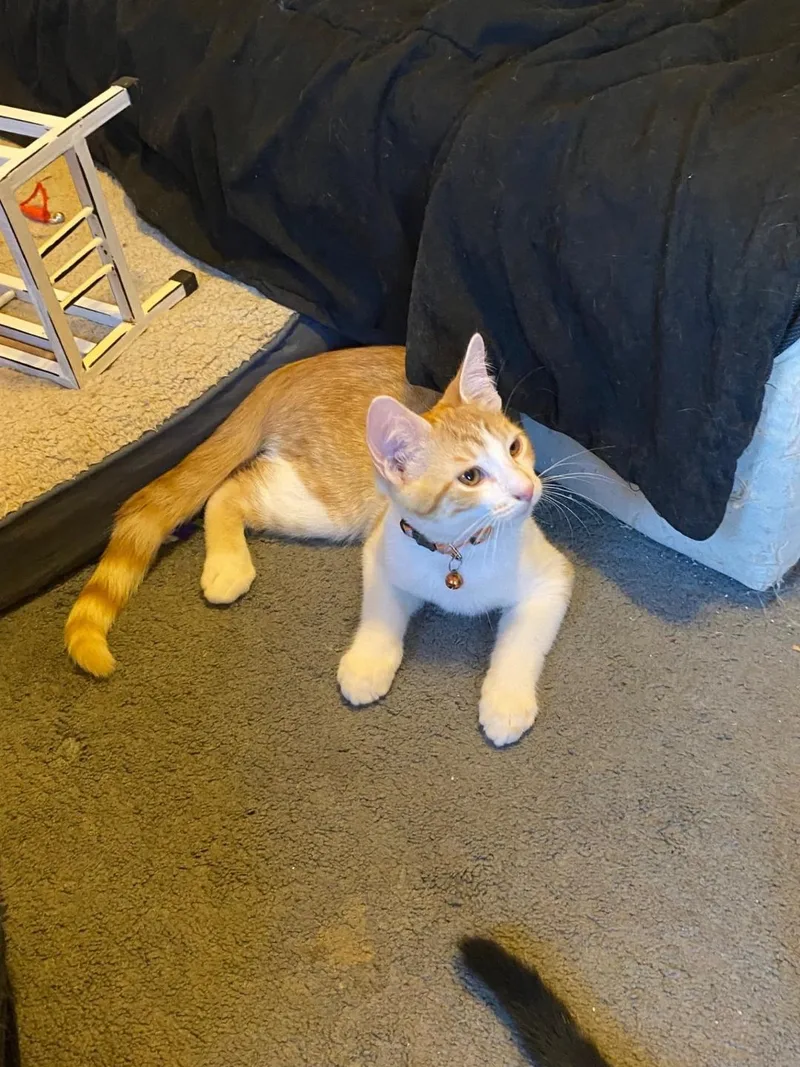 Mr Chomps thumbnail 2