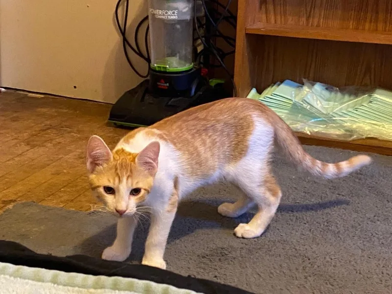 Mr Chomps thumbnail 3