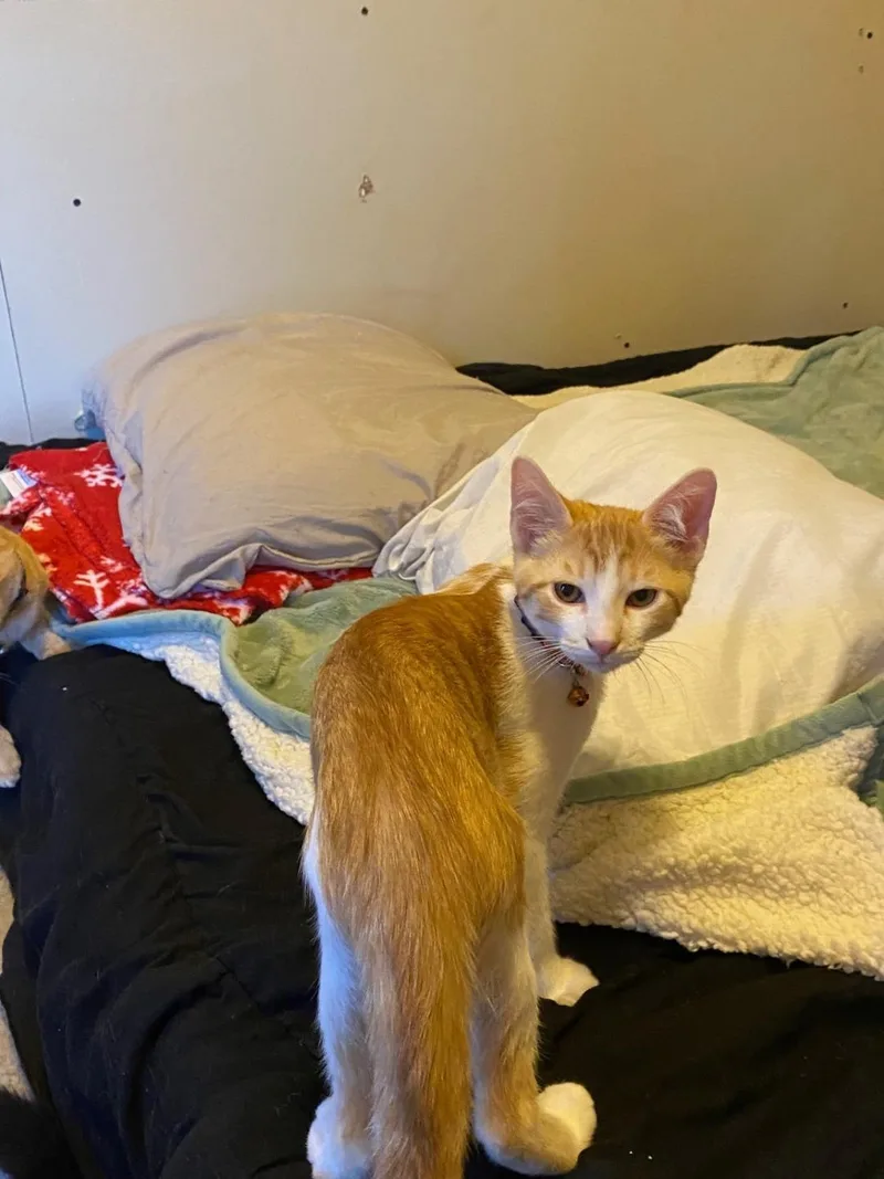 Mr Chomps thumbnail 4