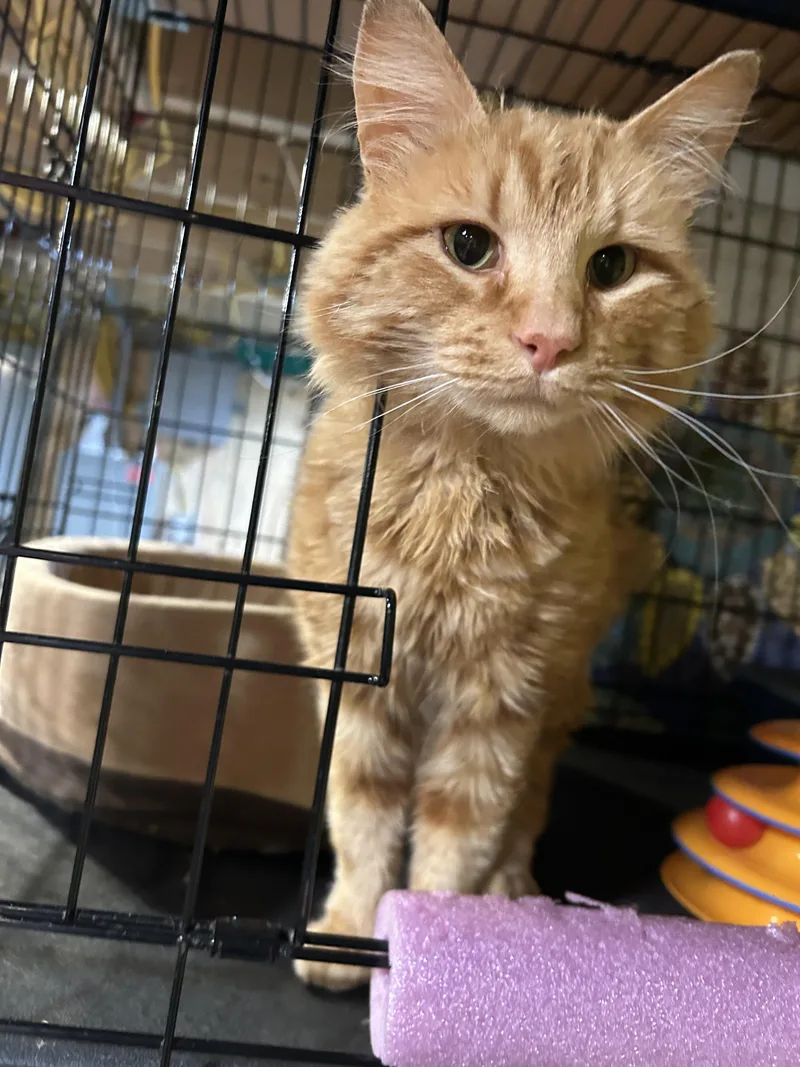 A young large-sized male Domestic Long Hair cat named Samson for adoption in Havertown, PA