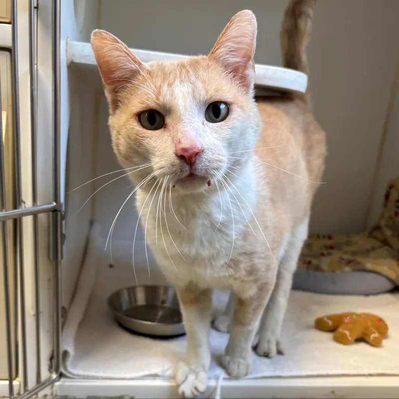 An adult large-sized male Buff / Tan / Fawn Domestic Short Hair cat named Xander for adoption in Naperville, IL