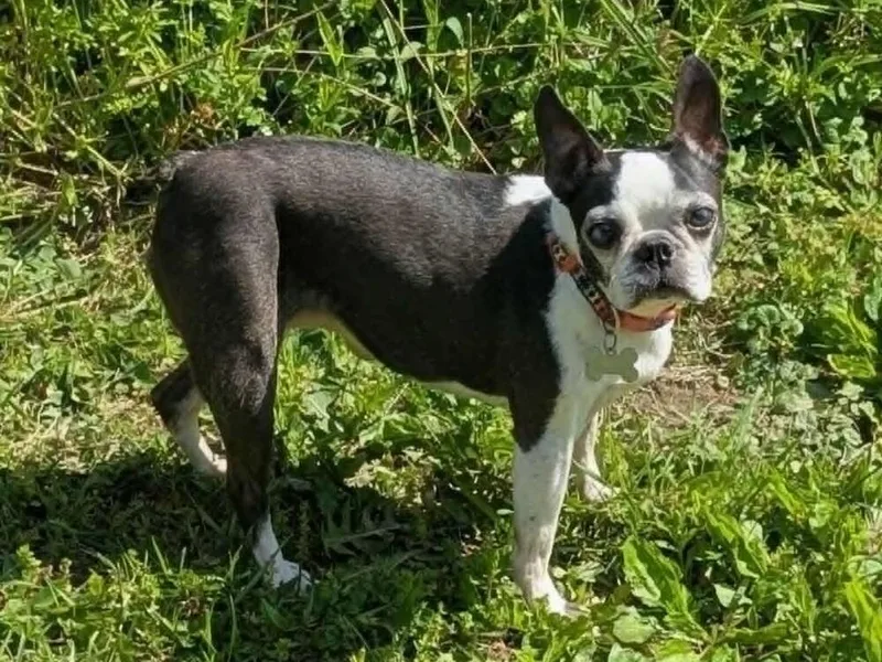 A senior small-sized female Tricolor (Brown, Black, & White) Boston Terrier dog named Quinn Avery Ky for adoption in Maryville, TN
