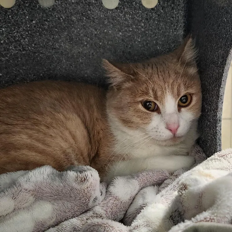 An adult medium-sized male Buff / Tan / Fawn Domestic Short Hair cat named Aguilar for adoption in Kanab, UT