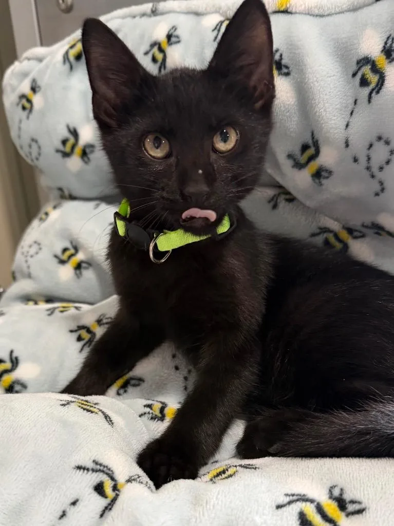 Milo