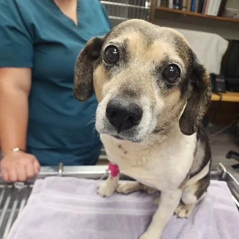 An adult medium-sized male Brown / Chocolate Beagle dog named Geoffrey for adoption in Fairfax Station, VA