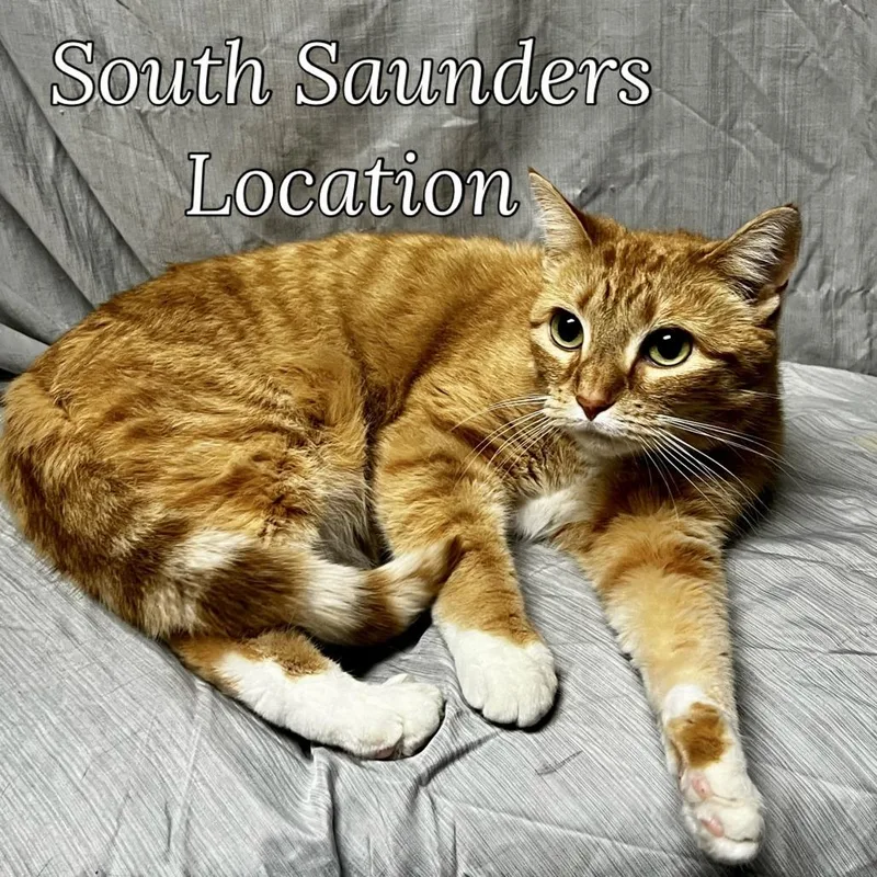 An adult medium-sized female Orange / Red Domestic Short Hair cat named Mango for adoption in Raleigh, NC