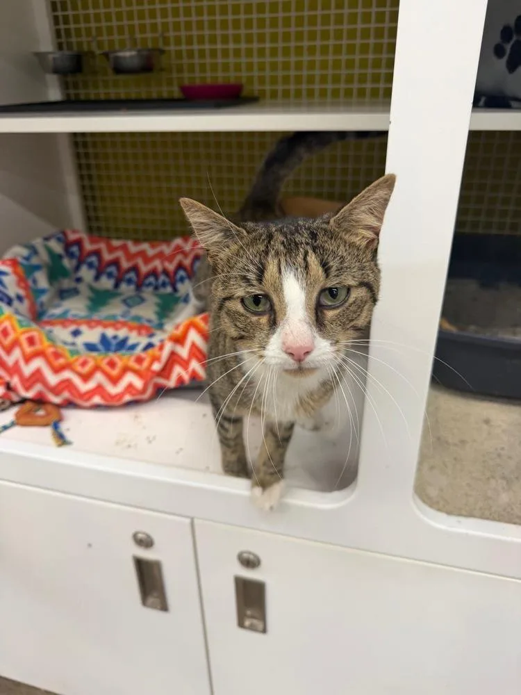 A young medium-sized male Black & White / Tuxedo Domestic Short Hair cat named Rocky for adoption in Telford, PA