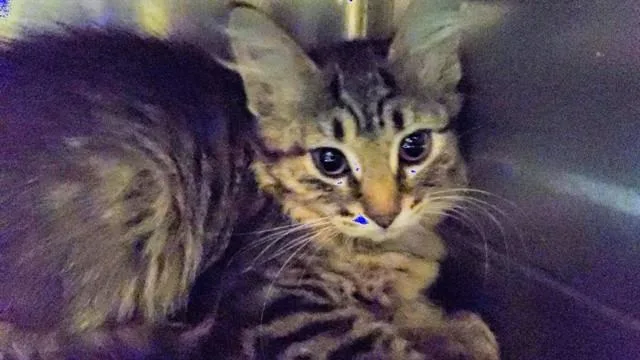 A baby medium-sized female Domestic Medium Hair cat named Shichimi Togarashi for adoption in Aurora, IL
