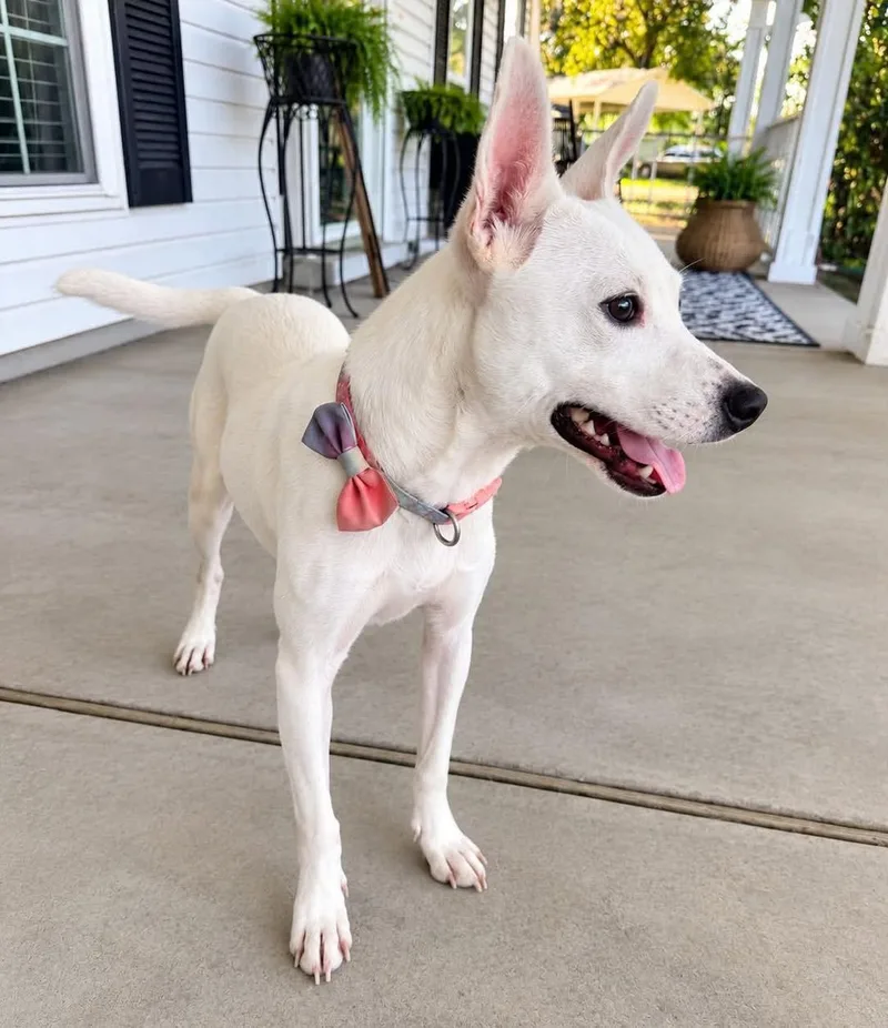 A young small-sized female Jack Russell Terrier dog named Happy for adoption in Grand Bay, AL