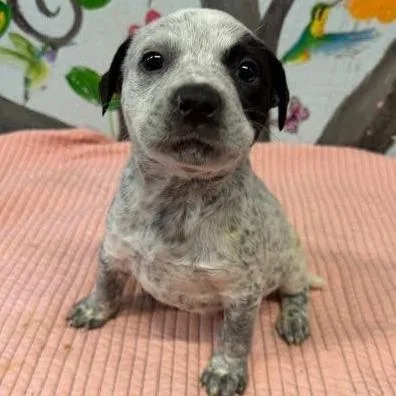 A baby small-sized female White / Cream Pit Bull Terrier dog named Lenda for adoption in Novelty, OH