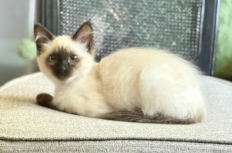 A young medium-sized female Seal Point Siamese cat named Meelah for adoption in Jacksonville, AR