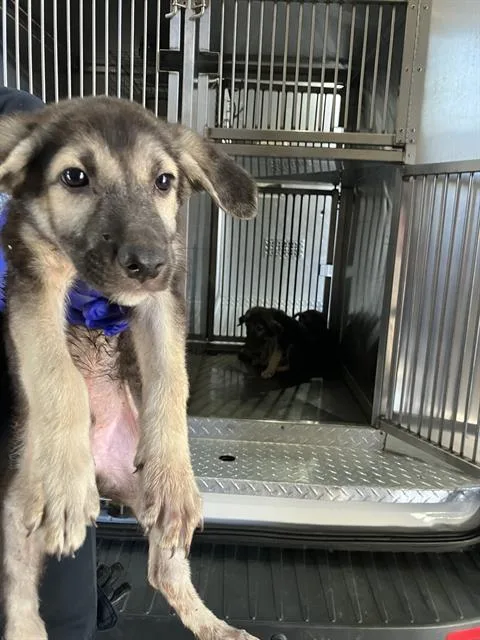 A baby large-sized male Mixed Breed dog named Scout for adoption in Dallas, TX