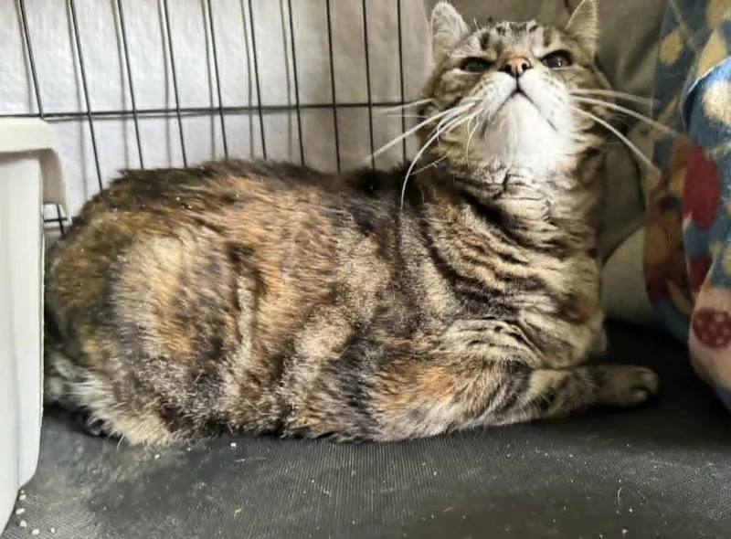 A senior extra large-sized female Domestic Short Hair cat named Blitz for adoption in Ogden, UT