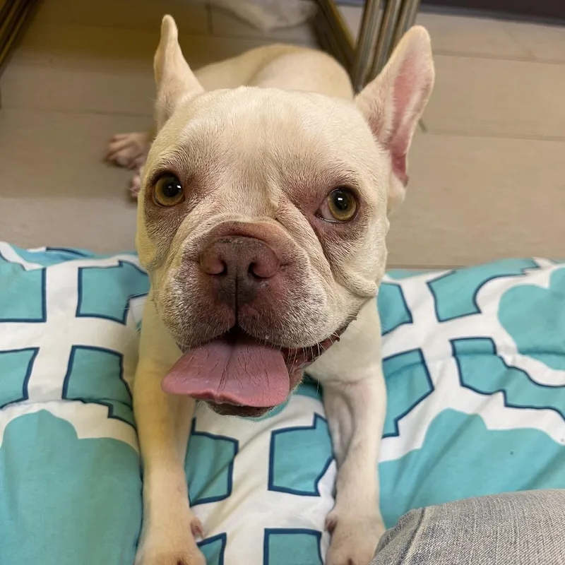 An adult small-sized female French Bulldog dog named Khloe for adoption in Newark, NJ