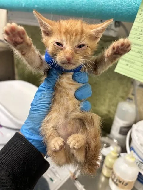 A baby small-sized male Domestic Short Hair cat named Goo for adoption in Riverside, CA