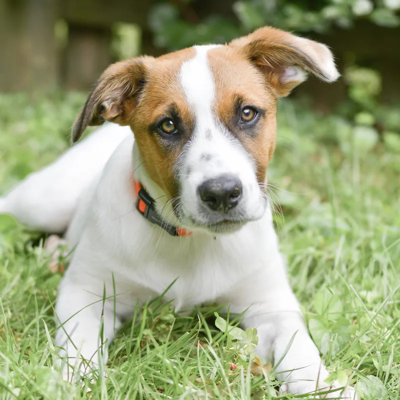 A baby large-sized male Great Pyrenees dog named Disco for adoption in Richmond, VA