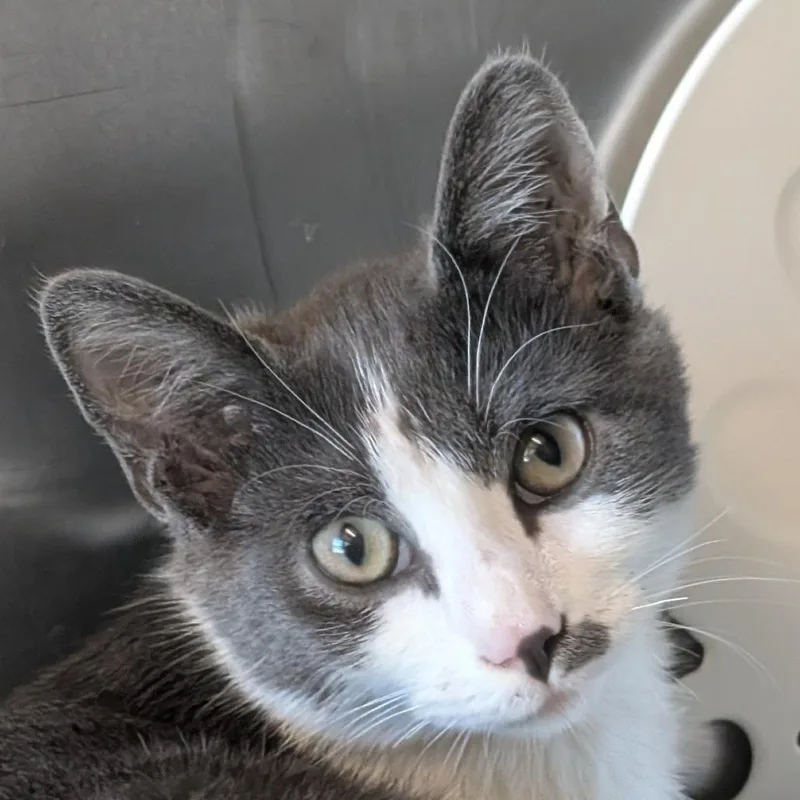 A baby small-sized male Gray / Blue / Silver Domestic Short Hair cat named Slope for adoption in Asheville, NC