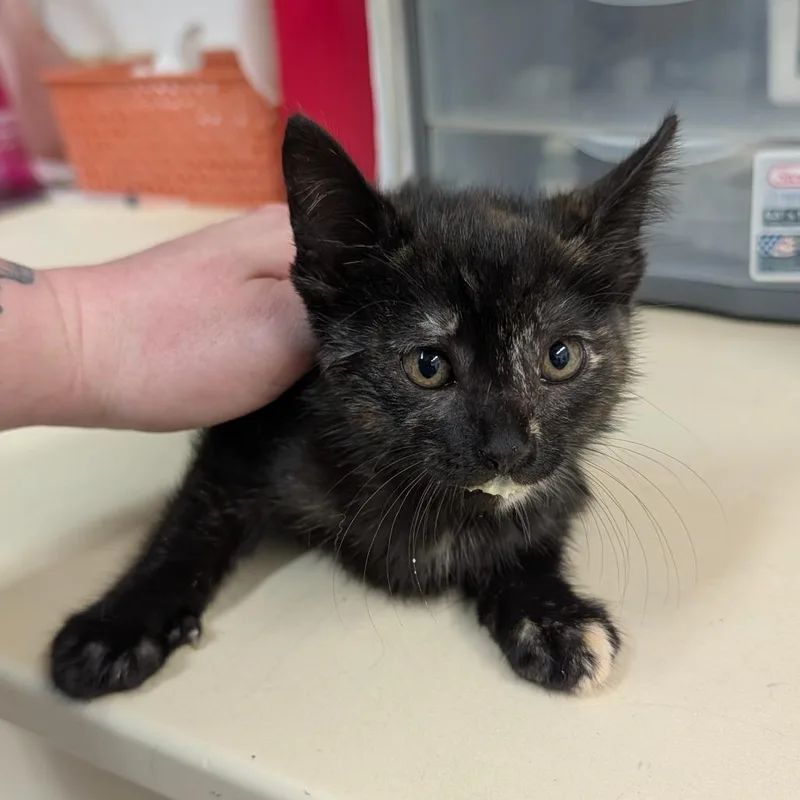 A baby small-sized female Black Domestic Short Hair cat named Bong for adoption in Ardmore, OK