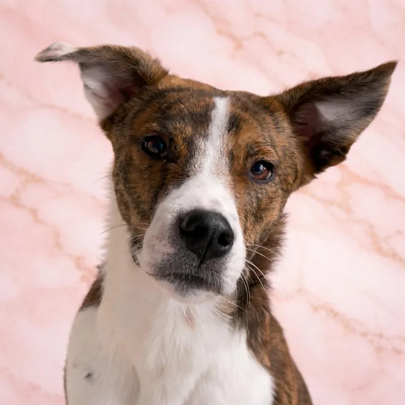A young medium-sized female Brindle Collie dog named Dovina for adoption in Pleasant Valley, NY