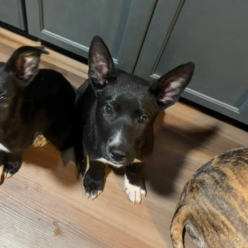 A baby large-sized male German Shepherd Dog dog named Poe for adoption in Northville, MI