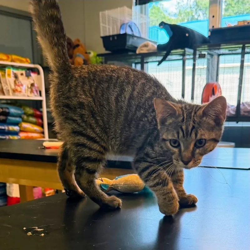 A baby medium-sized male Domestic Short Hair cat named Peanut for adoption in Norwood, OH