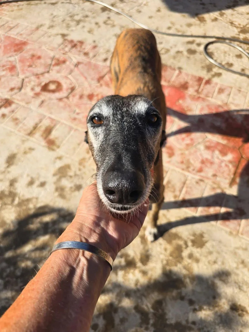 An adult large-sized male Galgo Spanish Greyhound dog named Colten for adoption in Winter Park, FL