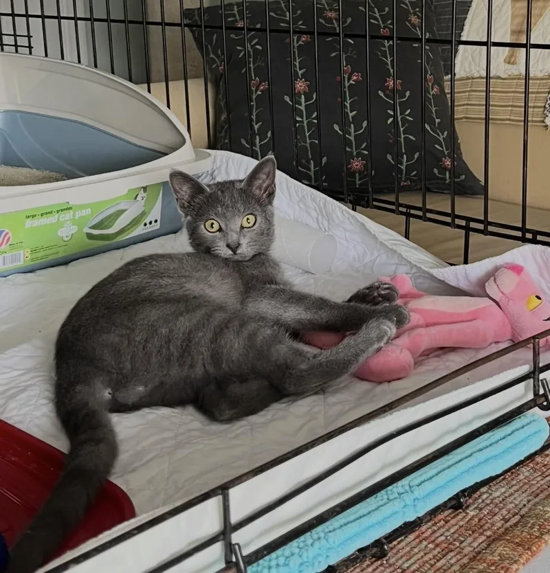 A baby medium-sized male Domestic Short Hair cat named Smokey for adoption in Columbus, OH